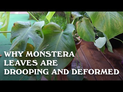Why Monstera leaves are deformed and drooping.