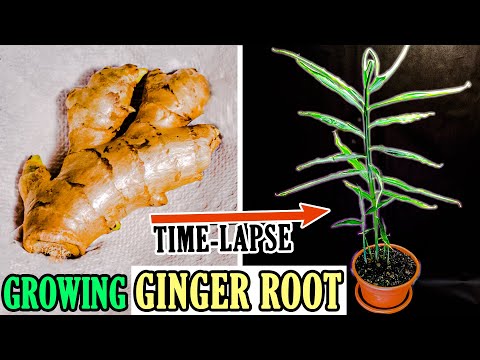 Growing Ginger Plant From Root (93 Days Time Lapse)