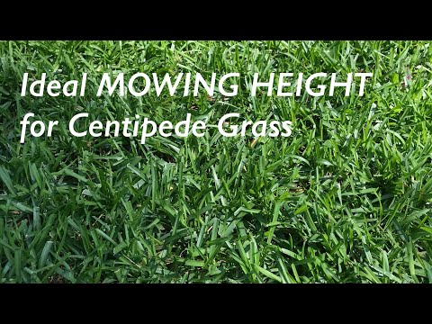 Ideal MOWING HEIGHT and frequency for Centipede Grass | Benefits of Reel Mowing