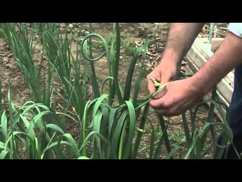Garlic in the Home Garden: Removing Scapes