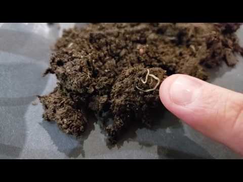 What are pot worms? - A close look at these mysterious white worms!