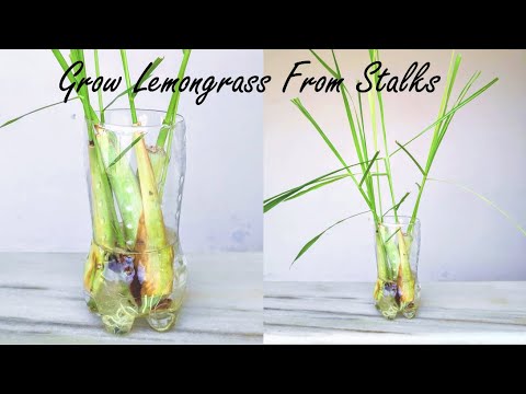 How To Propagate Lemongrass From Store Bought Stalks | Rooting Lemongrass Stalks In Water
