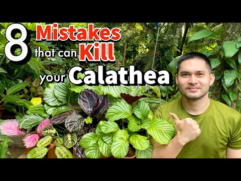 8 MISTAKES THAT CAN KILL YOUR CALATHEA | CALATHEA CARE | PRAYER PLANTS CARE