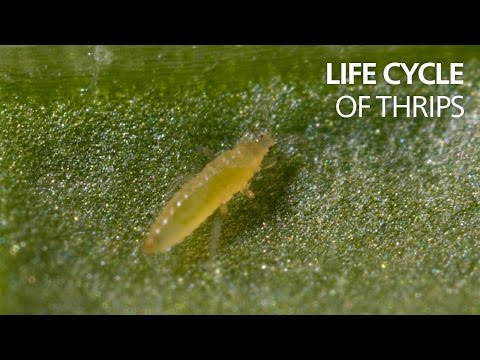 The life cycle of thrips
