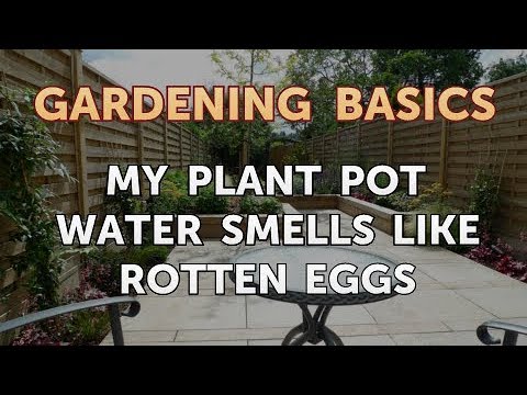 My Plant Pot Water Smells Like Rotten Eggs