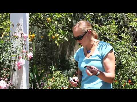 How to Keep Basil From Bolting