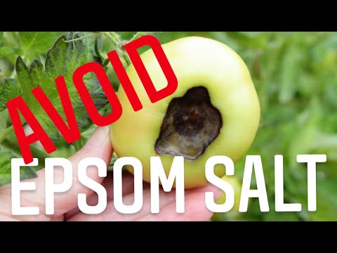How To Use Epsom Salt In A Vegetable Garden. THE ACTUAL BLOSSOM END ROT FIX. | Gardening in Canada