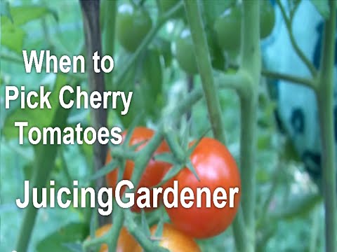 How Do I Know EXACTLY WHEN to Pick My Cherry Tomatoes? You Can&#039;t Go By Color.