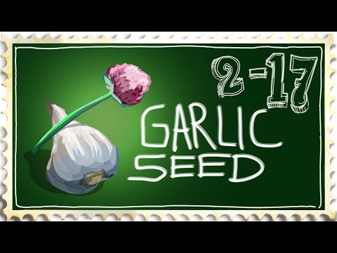 Growing Garlic from Seed. Is it Possible?