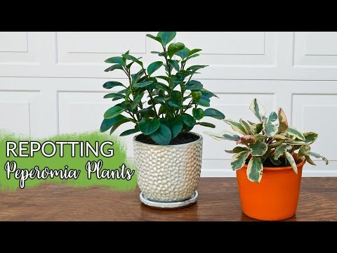 Repotting Peperomias: What You Need To Know &amp; The Mix They Like Best / Joy Us garden