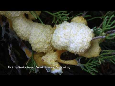 Identifying Slime Mold