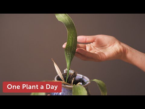 Asipidistra elatior &#039;Milky Way&#039; (Cast Iron Plant) Houseplant Care — 5 of 365