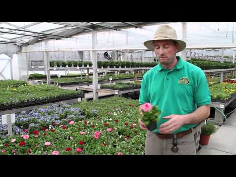 Early Spring Plants: Myosotis, Bellis, and Carnations