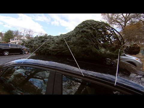 Tips to Make Sure Bugs Don’t Come Home With Christmas Tree