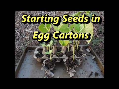 Starting Seeds in Egg Cartons