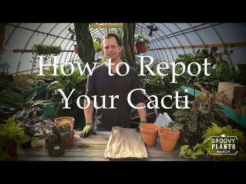 How to Repot Your Cacti