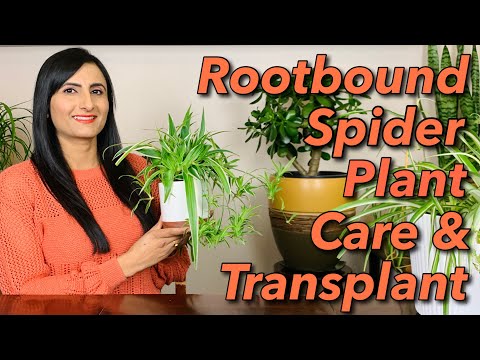 How To Repot Spider Plant |Grow Babies Fast |Brown Tips | Water, Sunlight, Transplant &amp; Indoor Care