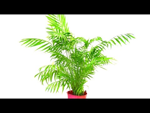 How To Tidy Up A Parlour Palm