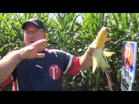 Corn School 1-35: How to Estimate Your Corn Yield