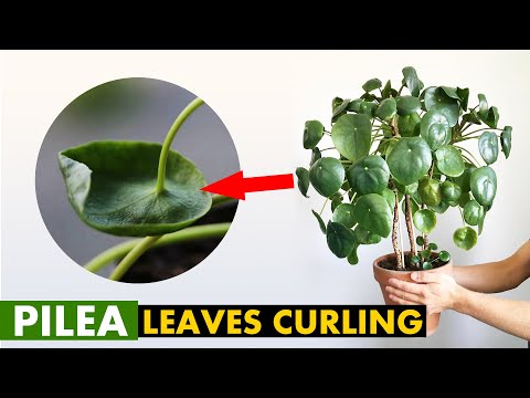 5 Reasons why your Pilea plant leaves Curling