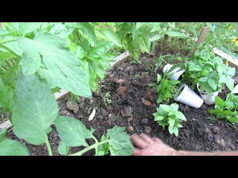 Pinching Off Basil Flowers and How to Grow Basil All Season Long - The Rusted Garden 2013