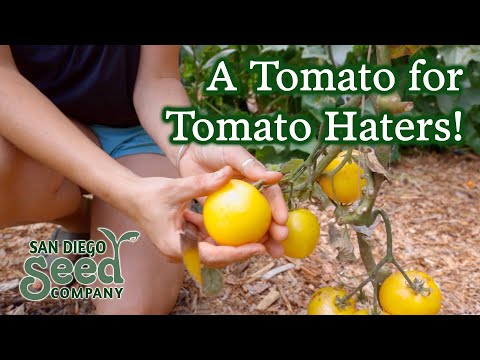 TASTE TEST: Organic Taxi Tomatoes | San Diego Seed Company