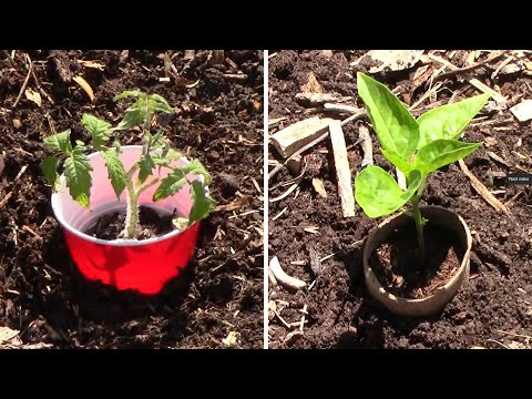 Ways To Deal With Cutworms And 2 DIY Ways To Make Cutworm Collars