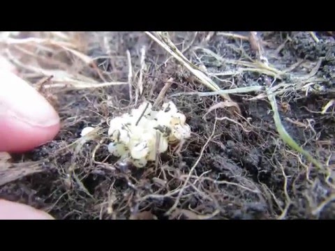 Dealing with Slug eggs