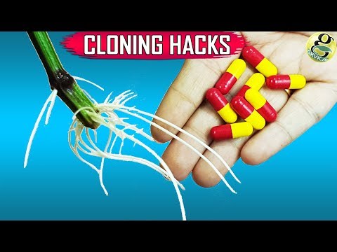 SECRET TIPS TO CLONING PLANTS IN WATER: 10 EASY GARDENING IDEAS AND HACKS