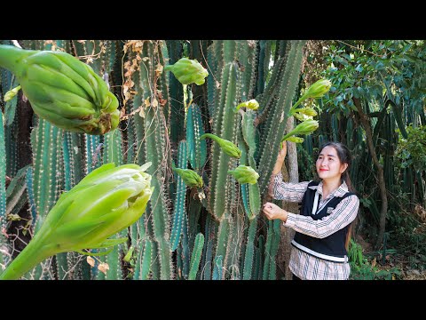 Have you ever eat Pedro Cactus flower like this | Pedro Cactus flower recipe | Pedro cactus flower