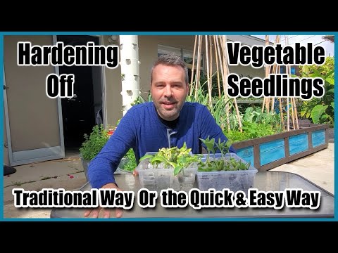 Hardening Off Your Seedlings - Traditional Way and an Easier &quot;Lazy&quot; Way