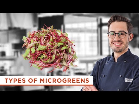 How to Boost Flavor in Dishes By Using 8 Kinds of Microgreens (Sprouts)