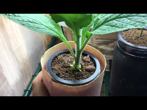 Growing Borage Herb Indoors - First Time Flowers Are Growing!