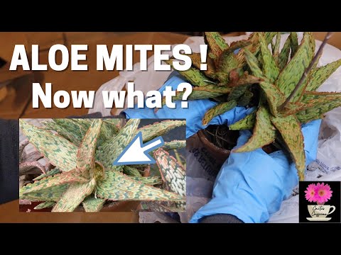 What are Aloe Mites and what to do with them? | #aloe| #careforaloes