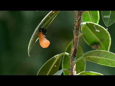 Pupation of a butterfly caterpillar