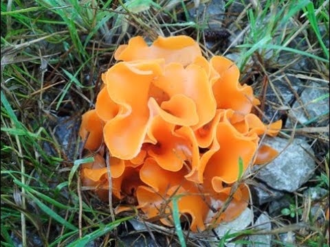 Identifying Orange Peel Fungus, Aleuria aurantia