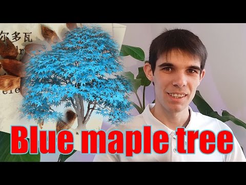 Seminte de bonsai cu frunze albastre / Bonsai blue maple tree seeds