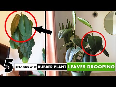 5 Reasons why your Rubber plant leaves Drooping