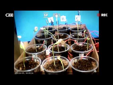 Electricity&#039;s Affect on Plants