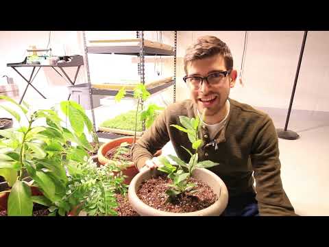 How to Grow Bay Leaves (Bay Laurel) - Complete Growing Guide