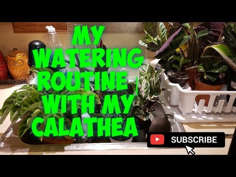 My Watering Routine With My Calathea