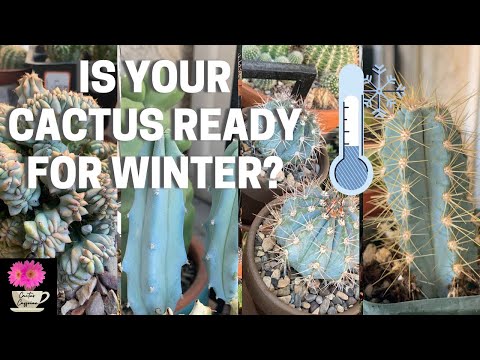 Is Your Cactus Ready for Winter? | Cactus and Succulents winter dormancy