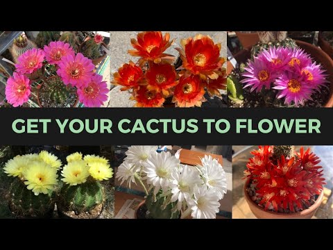How to Make a Cactus Bloom (ABUNDANTLY) | Cactus Collection