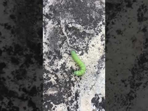 Tomato hornworm caterpillar
