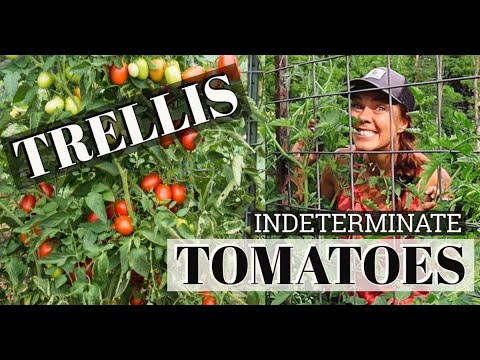 How to Prune and Train Indeterminate Tomatoes-- Healthy Plants &amp; Easy Harvests!