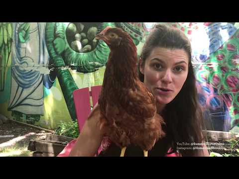 Pets &amp; Plants + Living with Chickens — Plant One On Me — Ep 021