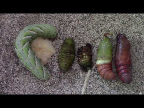 Metamorphosis &amp; the Tobacco Hornworm (Manduca sexta)