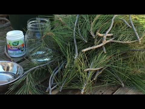 Propagating Pine Trees From Cuttings * Organically Ann