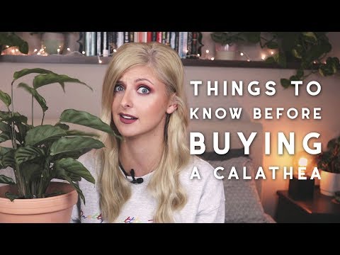 Calathea Care | Things you should know before buying a Calathea
