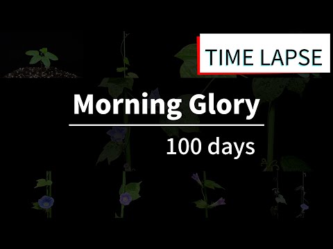 [Full] Morning Glory Life Cycle Time Lapse 4K | House Plant | Relaxing Music | Home Gardening